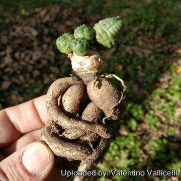 Euphorbia pseudoglobosa