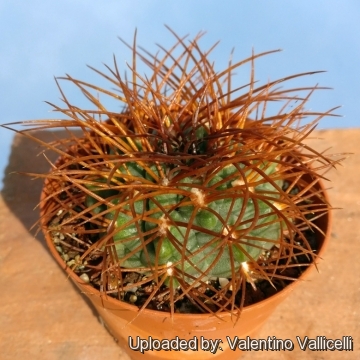 Gymnocalycium weissianum