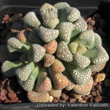Titanopsis schwantesii