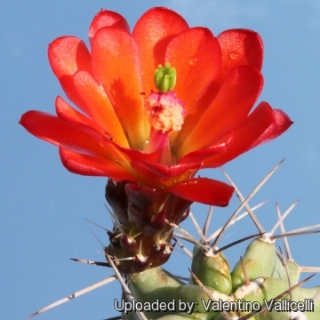 Echinocereus triglochidiatus