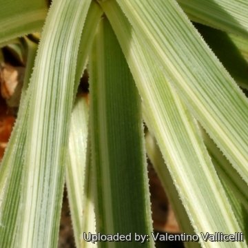 Beaucarnea gracilis f. variegata