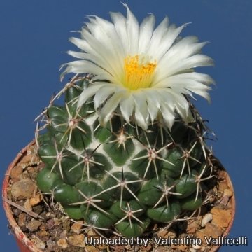 Coryphantha maiz-tablasensis