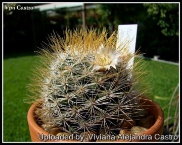 Mammillaria marcosii Yellow Spines