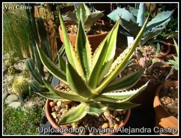 Agave univittata var. lophantha f. quadricolor