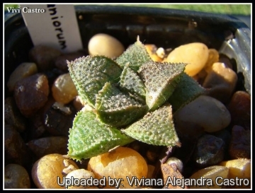 Haworthia koelmaniorum var. mcmurtryi