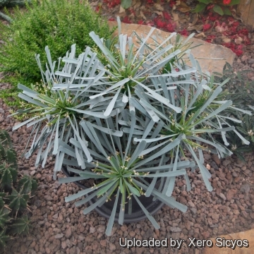 Euphorbia multifolia