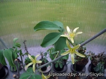 Adenia glauca