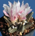 Ariocarpus retusus ''A'' (Mesa garden 33.81)