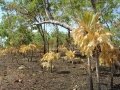 This species is deciduous late in the dry season of the monsoonal climatic cycle experienced in its natural habitat.