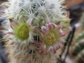 Mammillaria microhelia (white spines form? hybrid?)