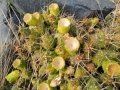 Fruiting habit at Arroyo Covunco- Puente Carreri, Neuquén province, Argentina.