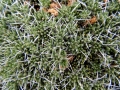 Habit, Neuquén province, Argentina.