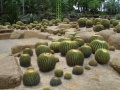 Habit at Nong Nooch Tropical Botanical Garden - 07 2009