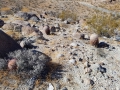 Ferocactus acanthodes var albispinus, habitat, near Borrego Springs, California, USA.