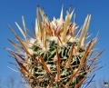 Field number SB1883 (Collector Steven Brack), South-West of Ascencion, Nuevo Leon, Mexico