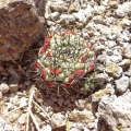 In habitat, Mexico.