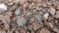 Mammillaria theresae in habitat.