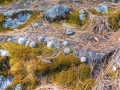 Mammillaria dehertiana ssp. dodsonii, Near San Antonio Cuajimoloyas, Oaxaca.