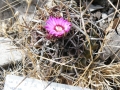 Stenocactus crispatus, Tuxagni near Lagunilla, Hidalgo.