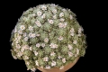 Mammillaria shiedeana ssp. giselae