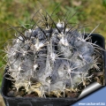 This plant often produces  a greyish-white waxy coating (Like the copiapoas)