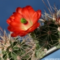 A female flower from different plants show reduced filaments and empty anther sacs held below the stigma lobes.