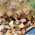 The basal areole have  bright red nectaries.