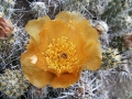 Flower in habitat.