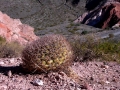 In habitat 2600 metres above sea level, province of Jujuy, Argentina.
