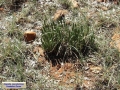 Growing habit at Vredefort dome, Free State, South Africa.