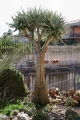 A 3 metres tall plant (Viagrande, Catania, Sicily, Italy on the foothills of Etna Volcano