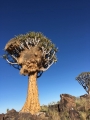 An old specimen hosting a big social weaver nest. Namibia 2017.