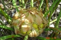 Female cone with seeds. From the island of Luzon The Philippines.