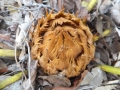 Cycas siamensis. Receptive Female cone in the collection at Jurassic Cycad Gardens.