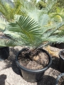 Old specimen from seed grown. At Cycad International. Katherine (Australia)