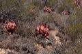 Aloe microstigma in habitat.