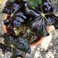 Jatropha podagrica, new leaves.