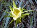 Flower at Baldwin Ave, Maui, Hawaii (USA). July 02, 2003.