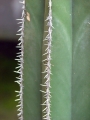 Thorns at Kula Ace Hardware and Nursery, Maui, Hawaii (USA). September 06, 2007.