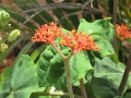 Flowers and leaves at Wailuku, Maui, Hawaii (USA). August 06, 2009.