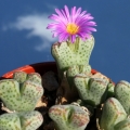 SB632 Smorenskadu, Springbok, Little Namaqualand, North-West Cape Province, South Africa.