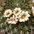 The flowers have a hard time coming through the dense mass of spines.