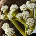 After the seeds ripen the plant dies, but they can be preserved by rooting non-blooming lateral shoots.