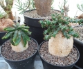 E.stellata (left) & E. squarrosa (right)